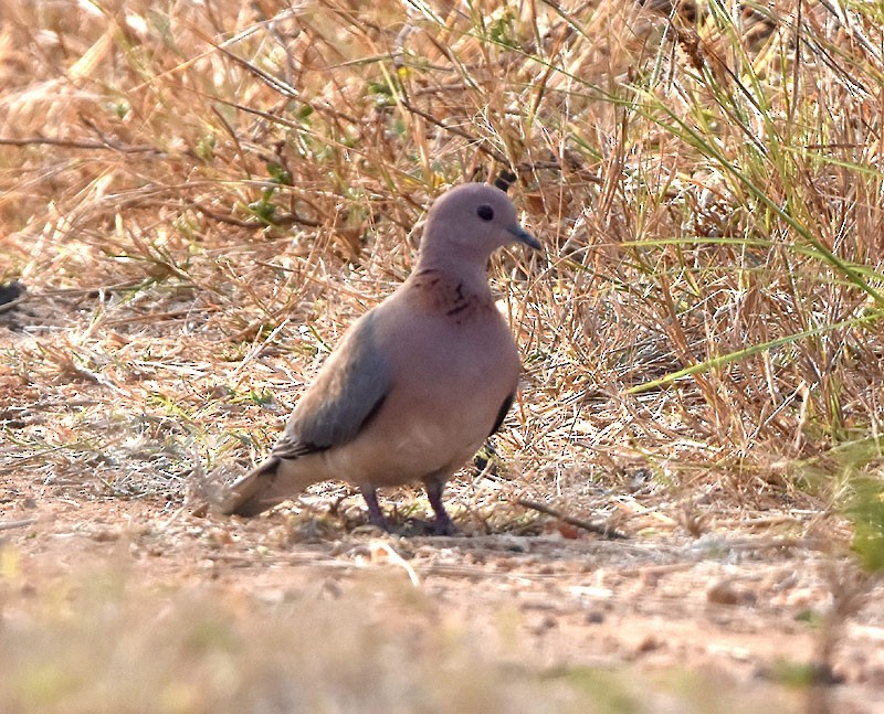 Laughing Dove - ML527678971