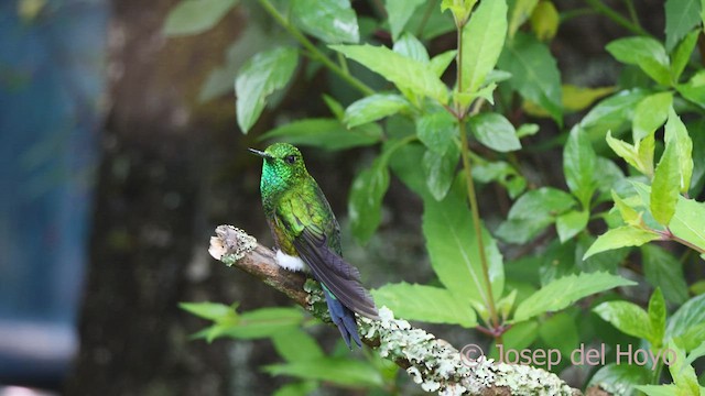  - Coppery-bellied Puffleg