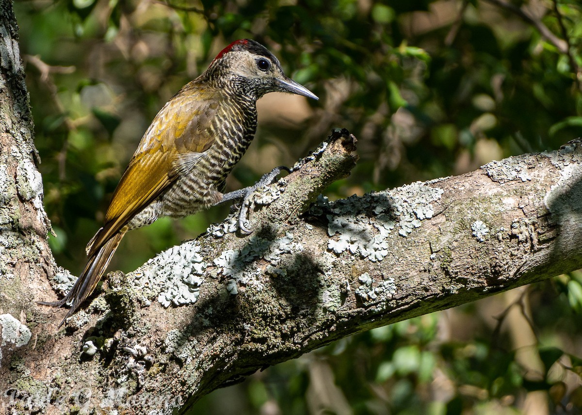 Golden-olive Woodpecker - ML527685341