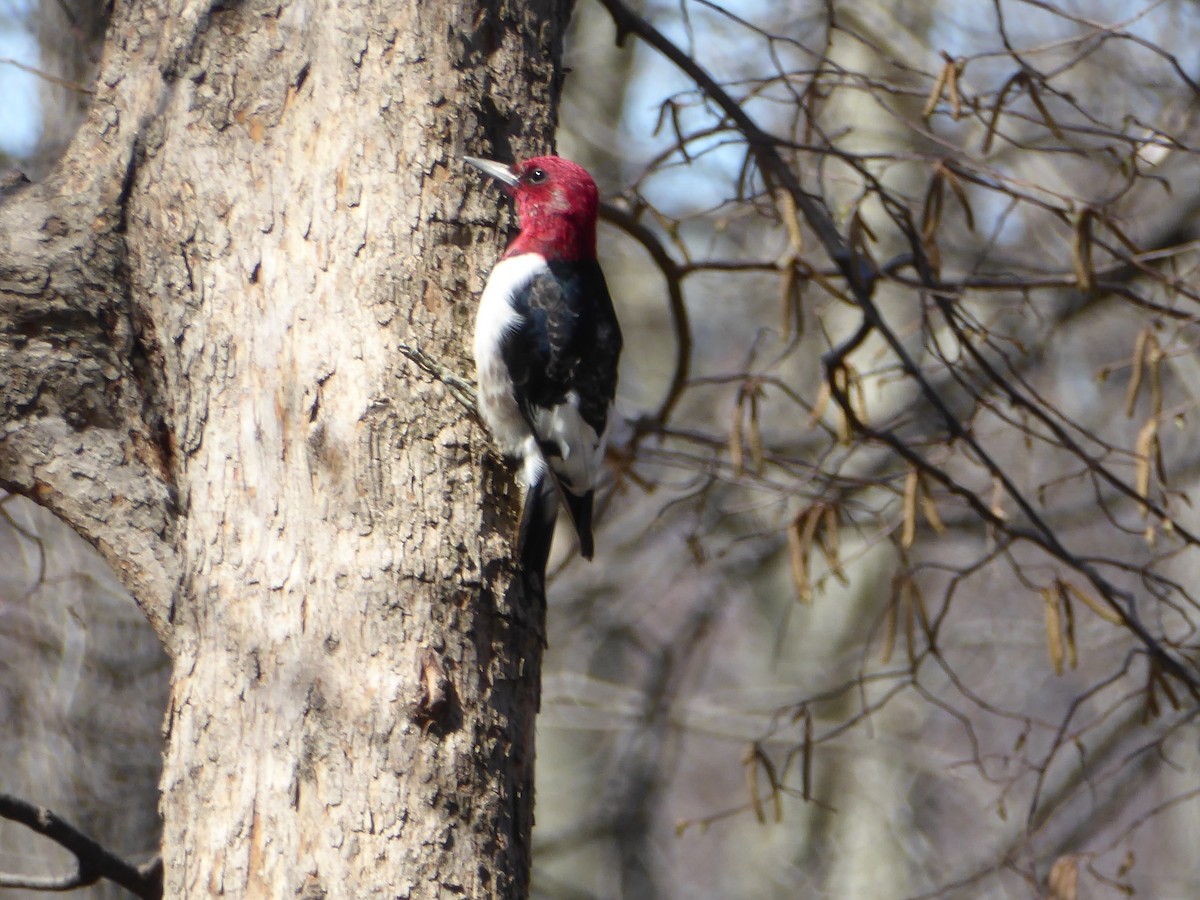 Red-headed Woodpecker - ML52768591