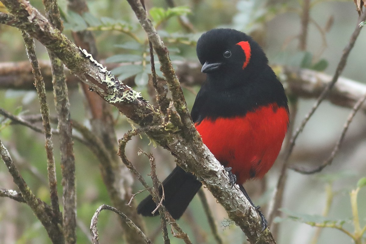 Scarlet-bellied Mountain Tanager - Graham Montgomery