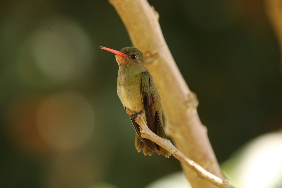 Gilded Hummingbird - ML527699831