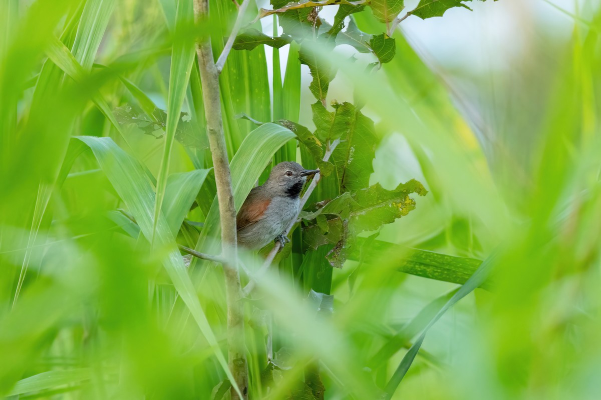 White-bellied Spinetail - Thibaud Aronson