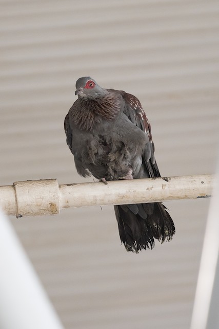 Speckled Pigeon