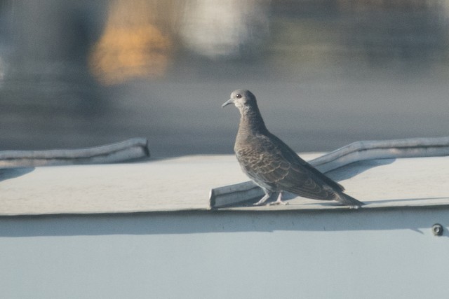 Dusky Turtle-Dove