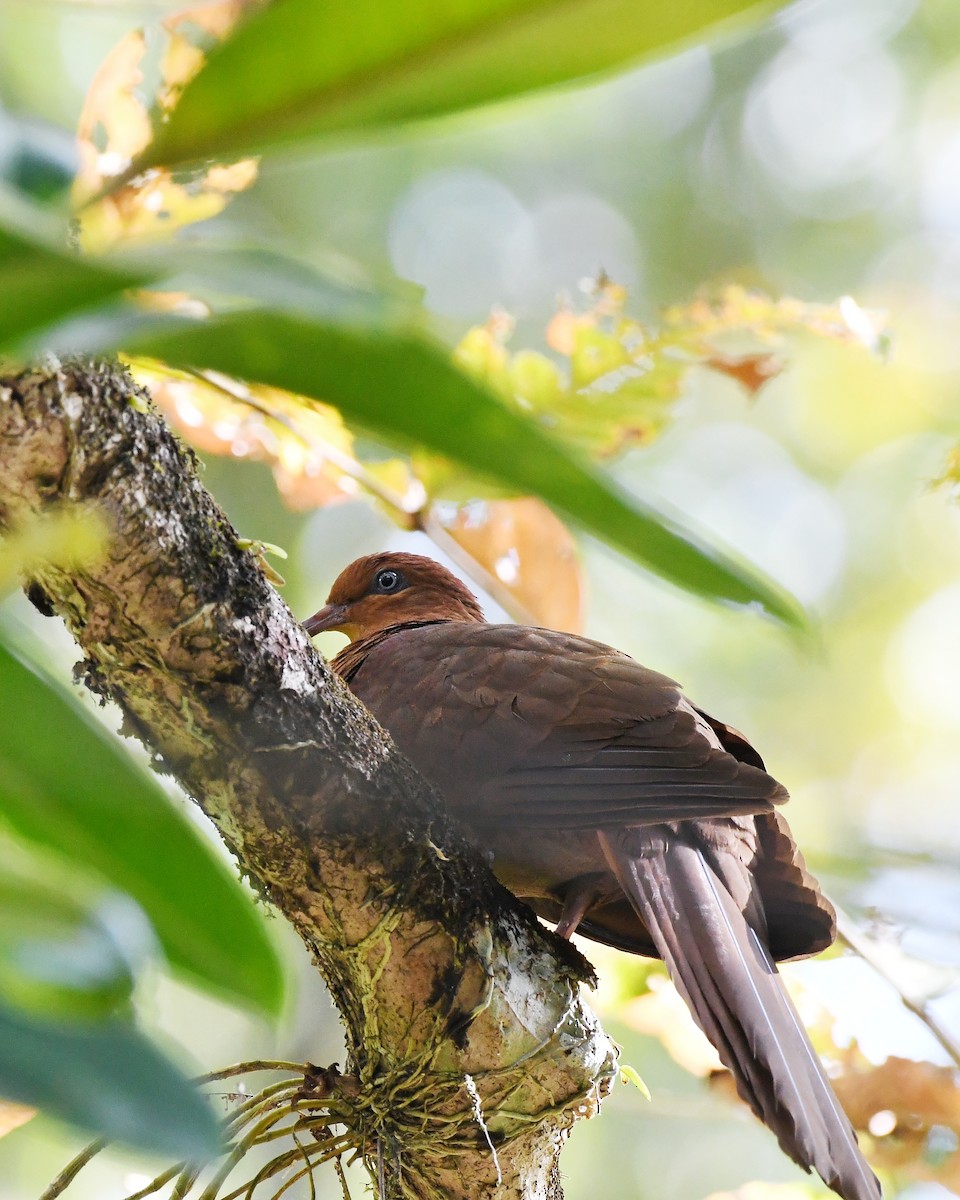 Andaman Cuckoo-Dove - ML527704521
