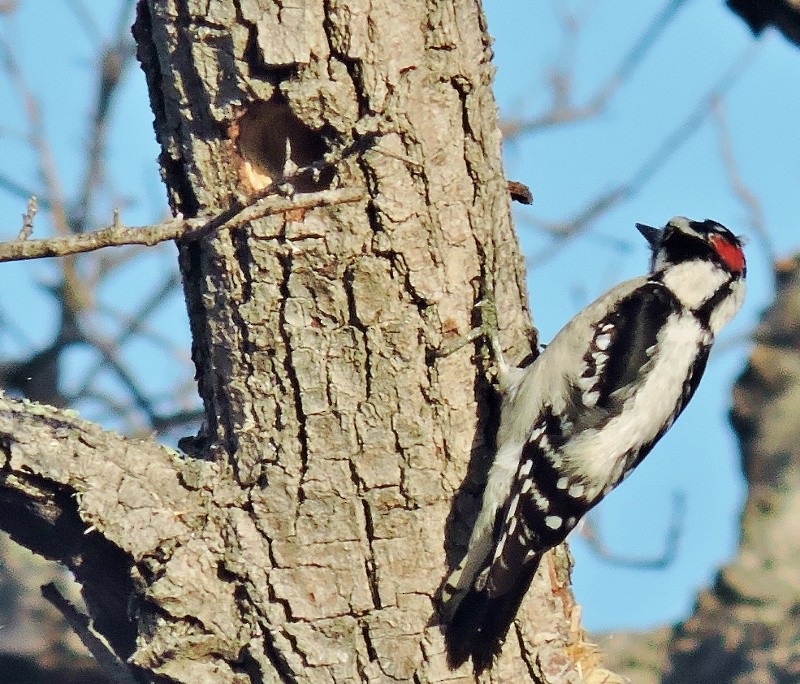 Downy Woodpecker - ML52771551