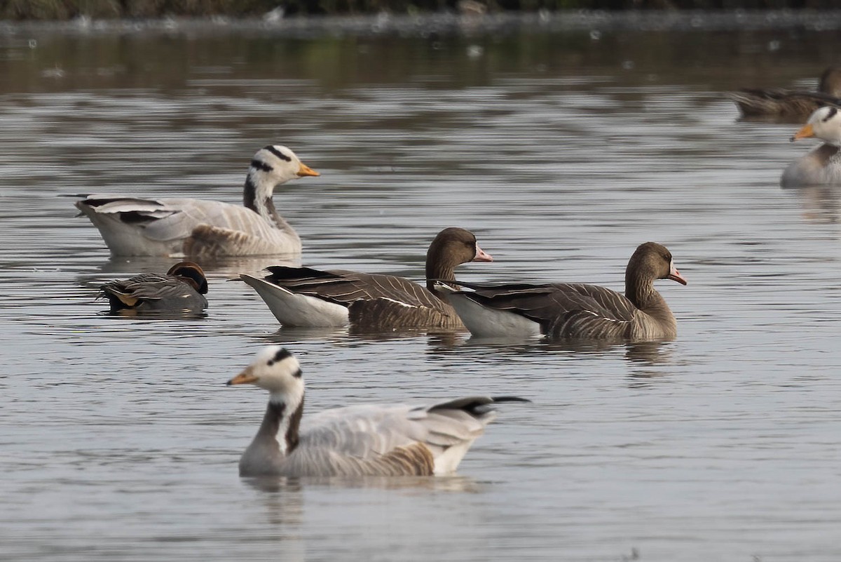 Greater White-fronted Goose - ML527715591