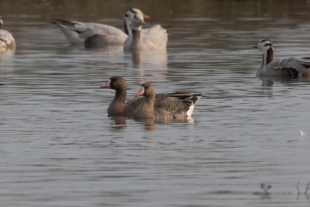 Greater White-fronted Goose - Neeraja V