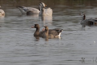Greater White-fronted Goose, ML527715821