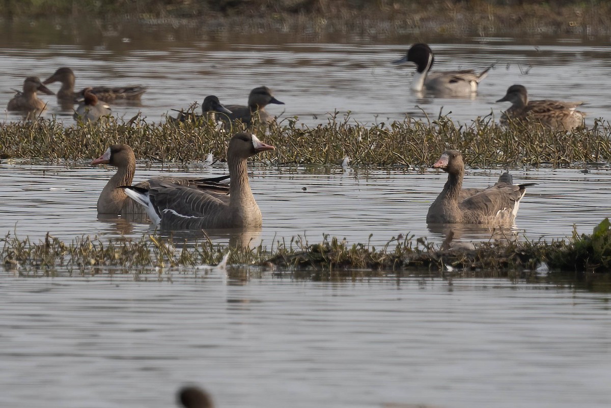 Greater White-fronted Goose - ML527716161