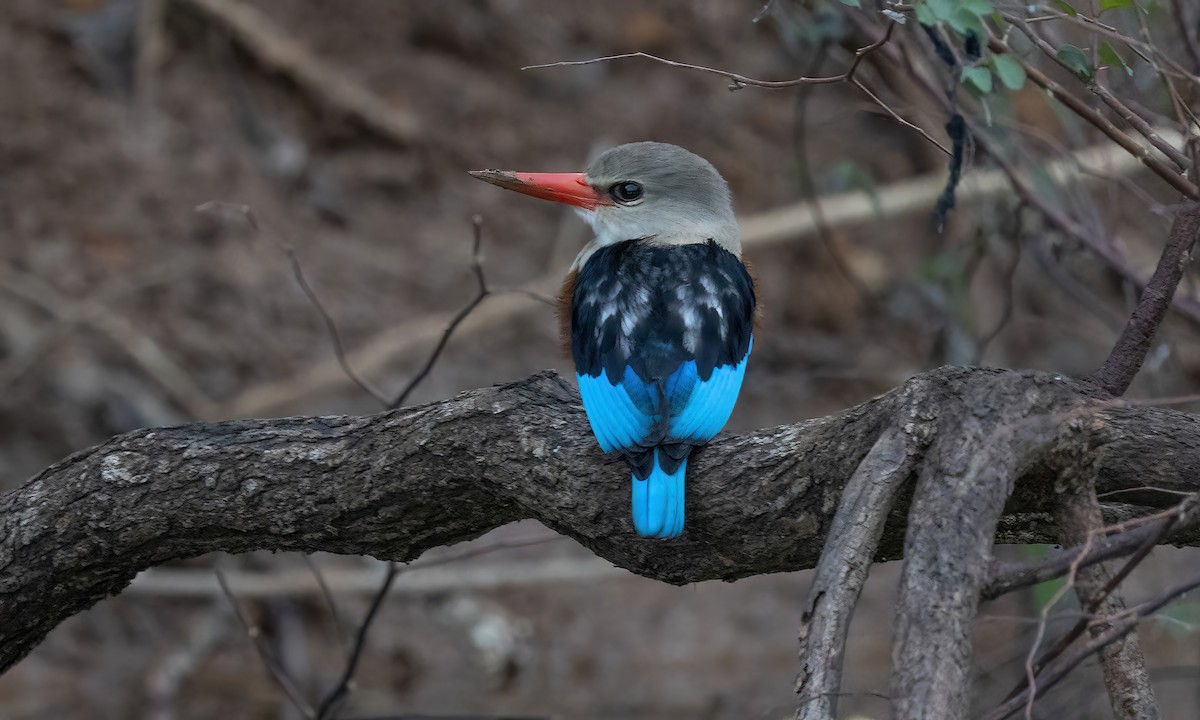 Blue-breasted Kingfisher - ML527716221
