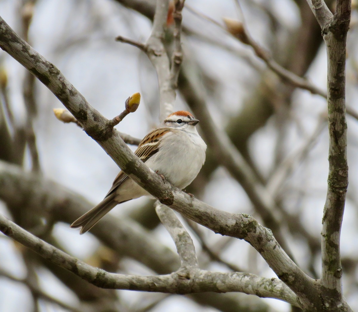 Chipping Sparrow - ML52771851