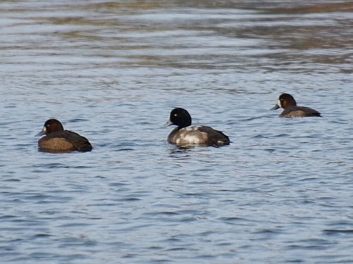 Greater Scaup - ML527718961