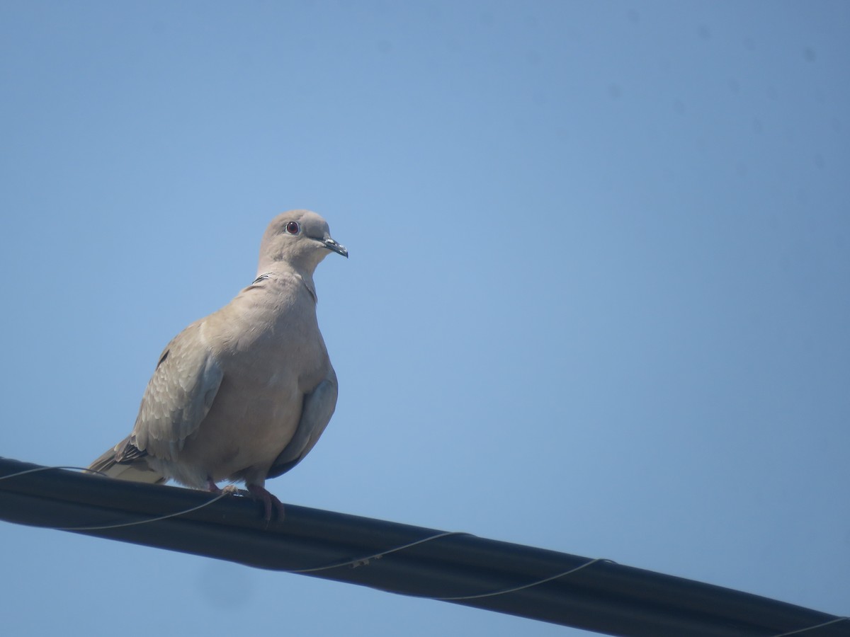 Eurasian Collared-Dove - Jafeth Zablah