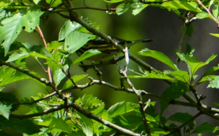 Magnolia Warbler - ML527722761