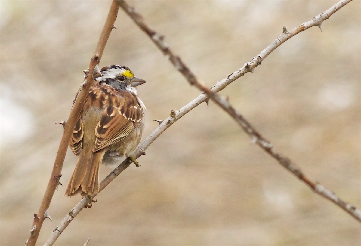 White-throated Sparrow - Kathryn Keith
