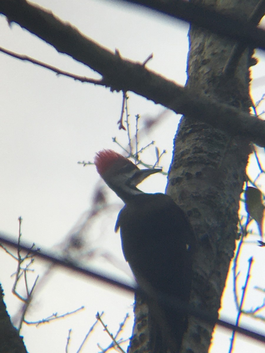 Pileated Woodpecker - ML527725601