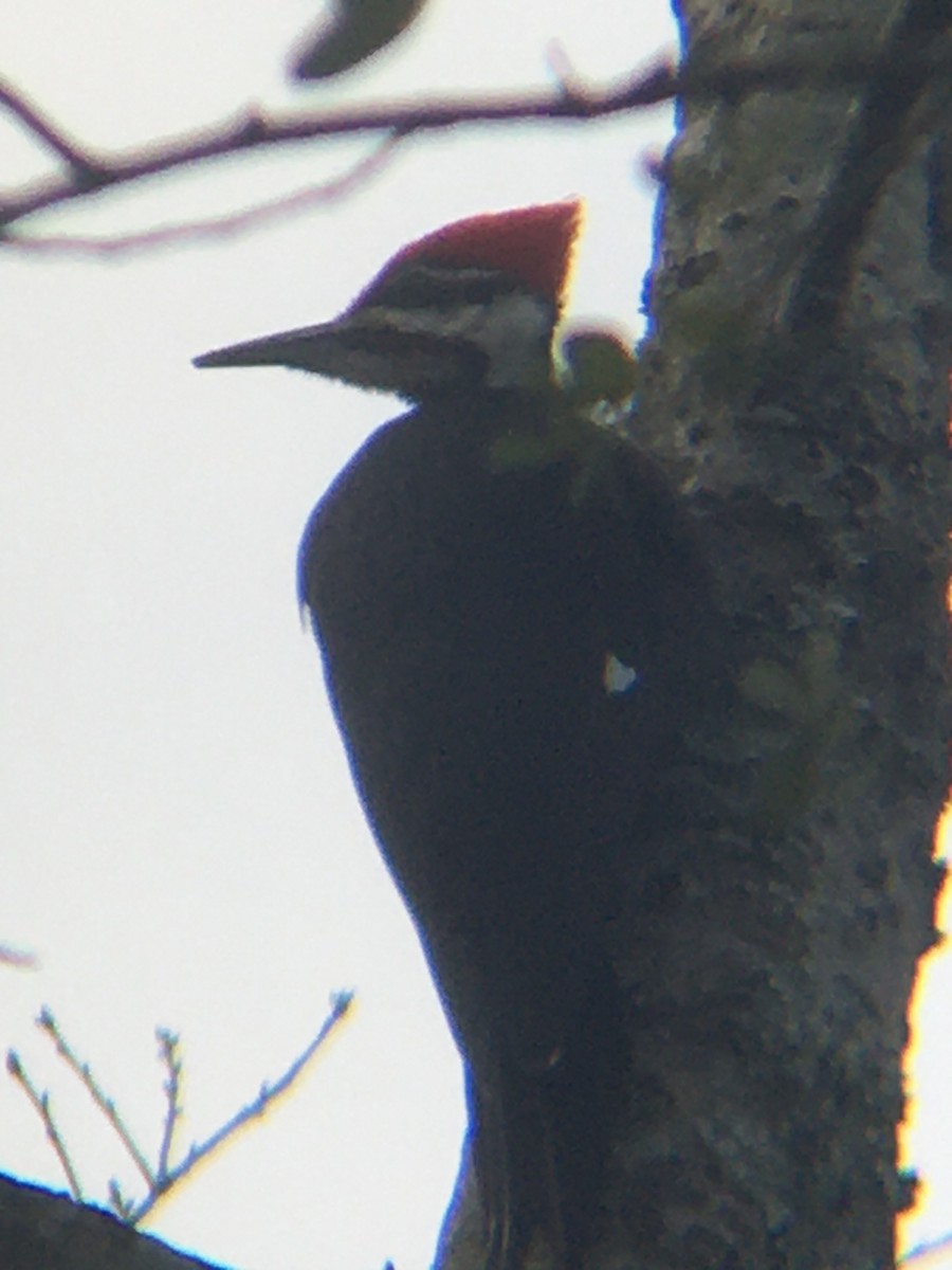 Pileated Woodpecker - ML527725621
