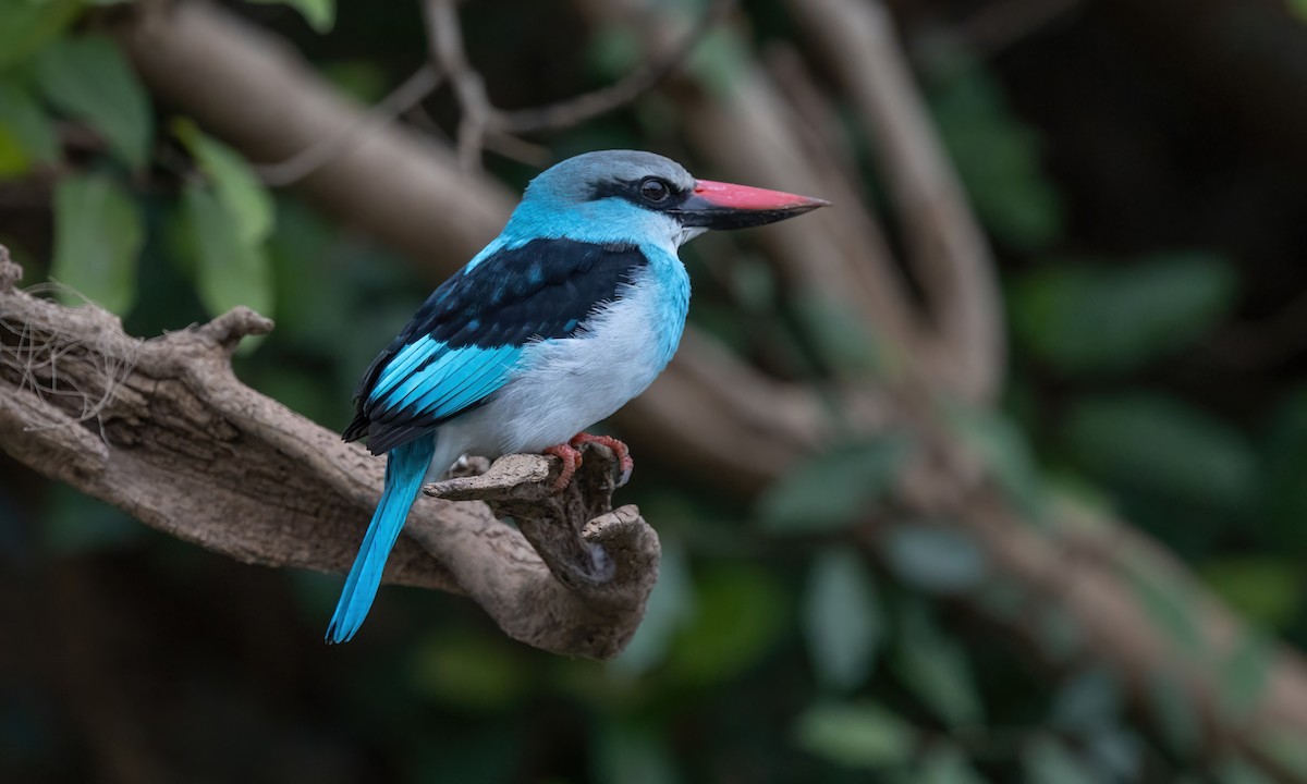 Blue-breasted Kingfisher - ML527725831