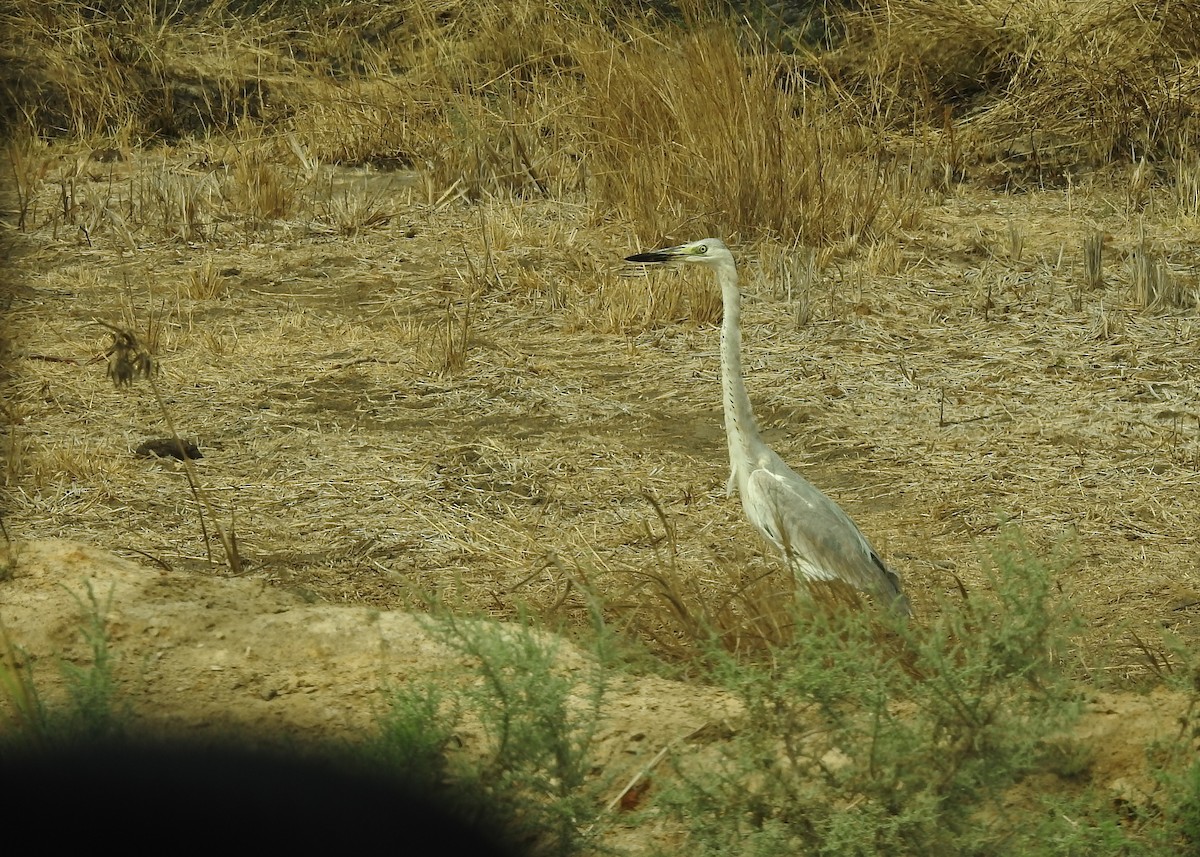 Gray Heron (Mauritanian) - ML527725861