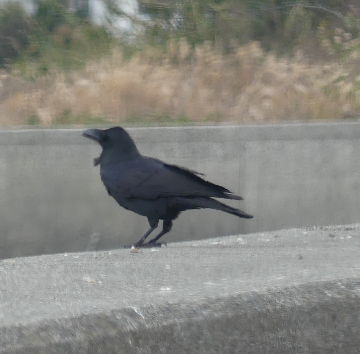 Large-billed Crow - ML527726121