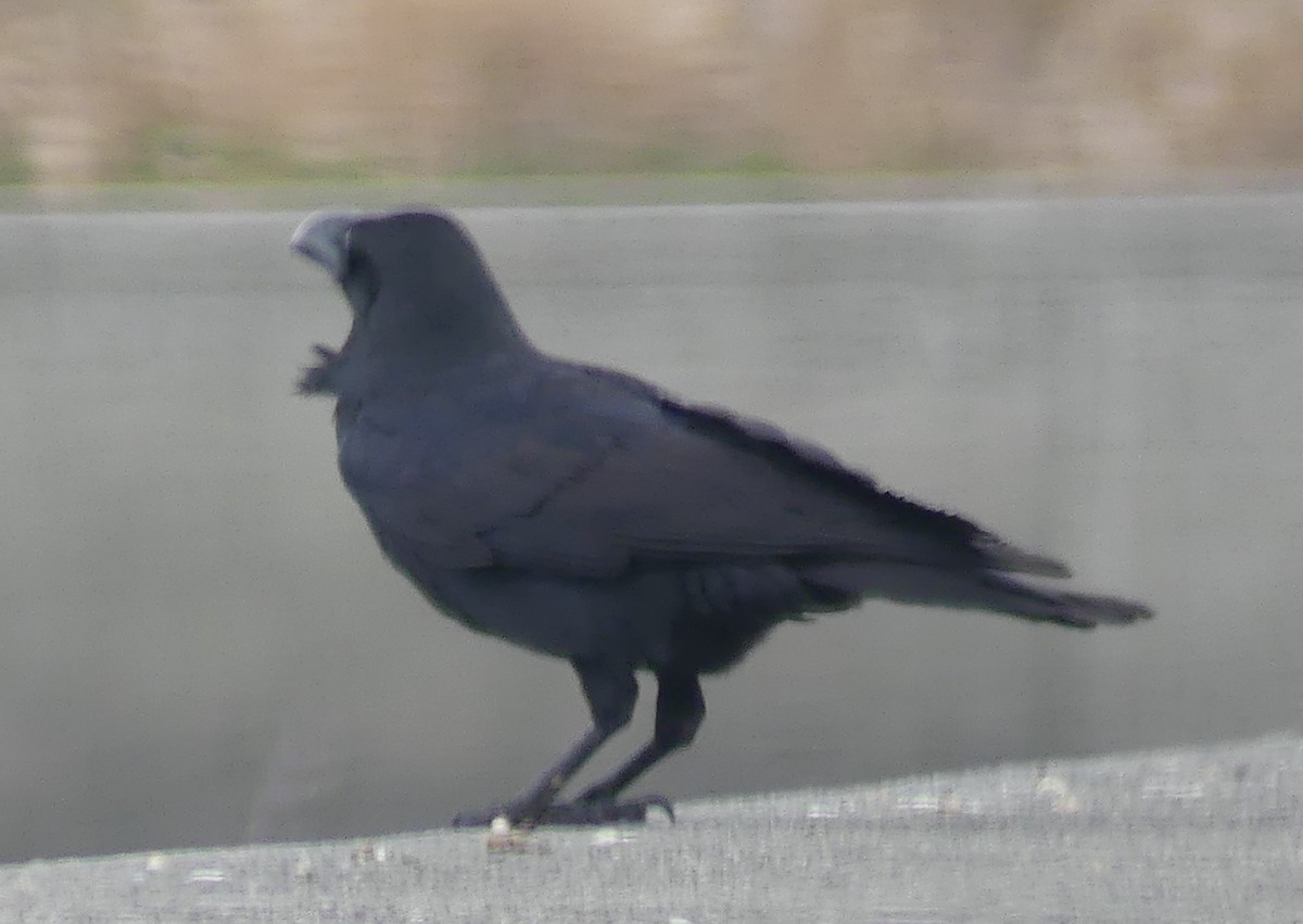 Large-billed Crow - ML527726131