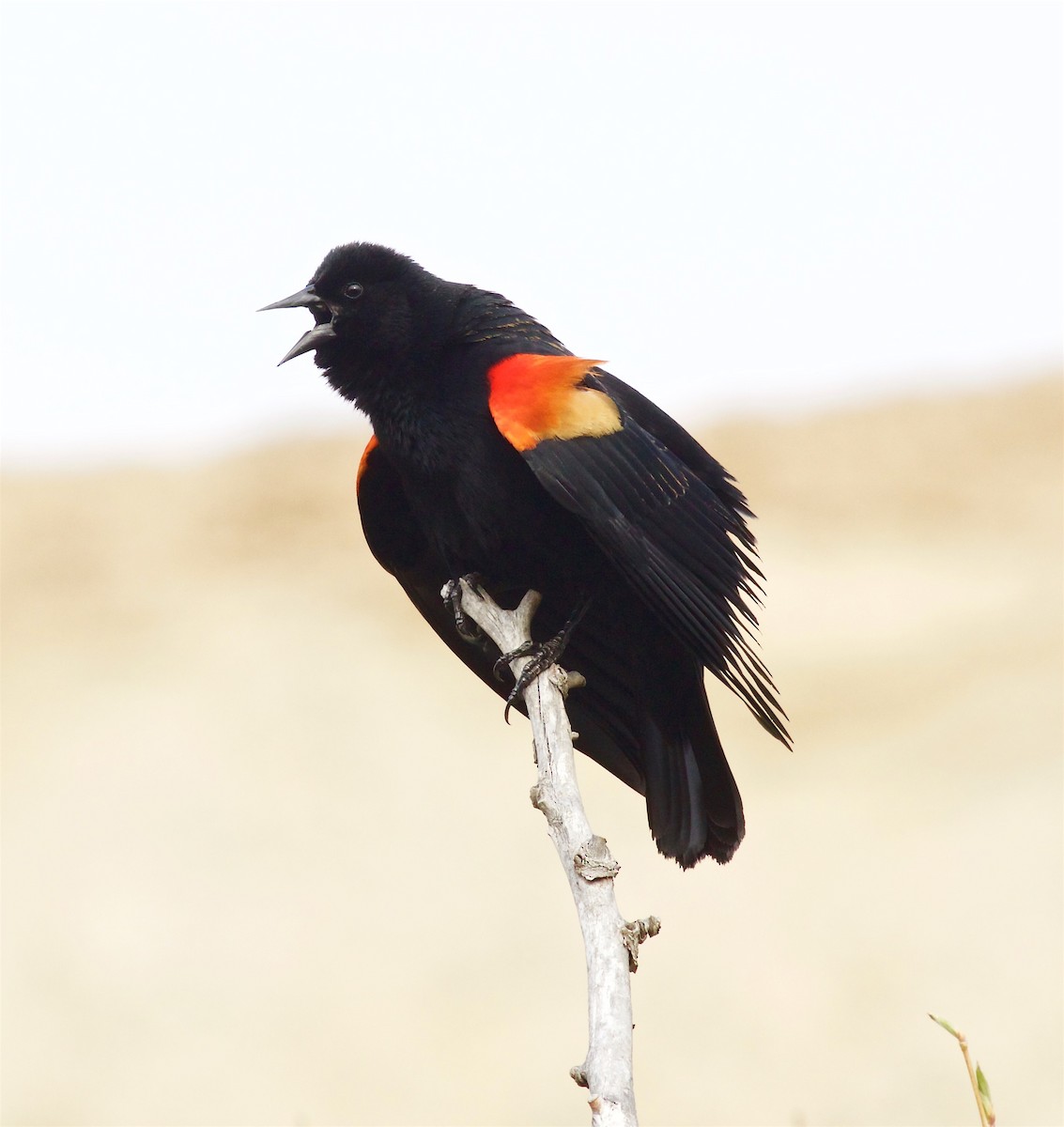 Red-winged Blackbird - ML52772641