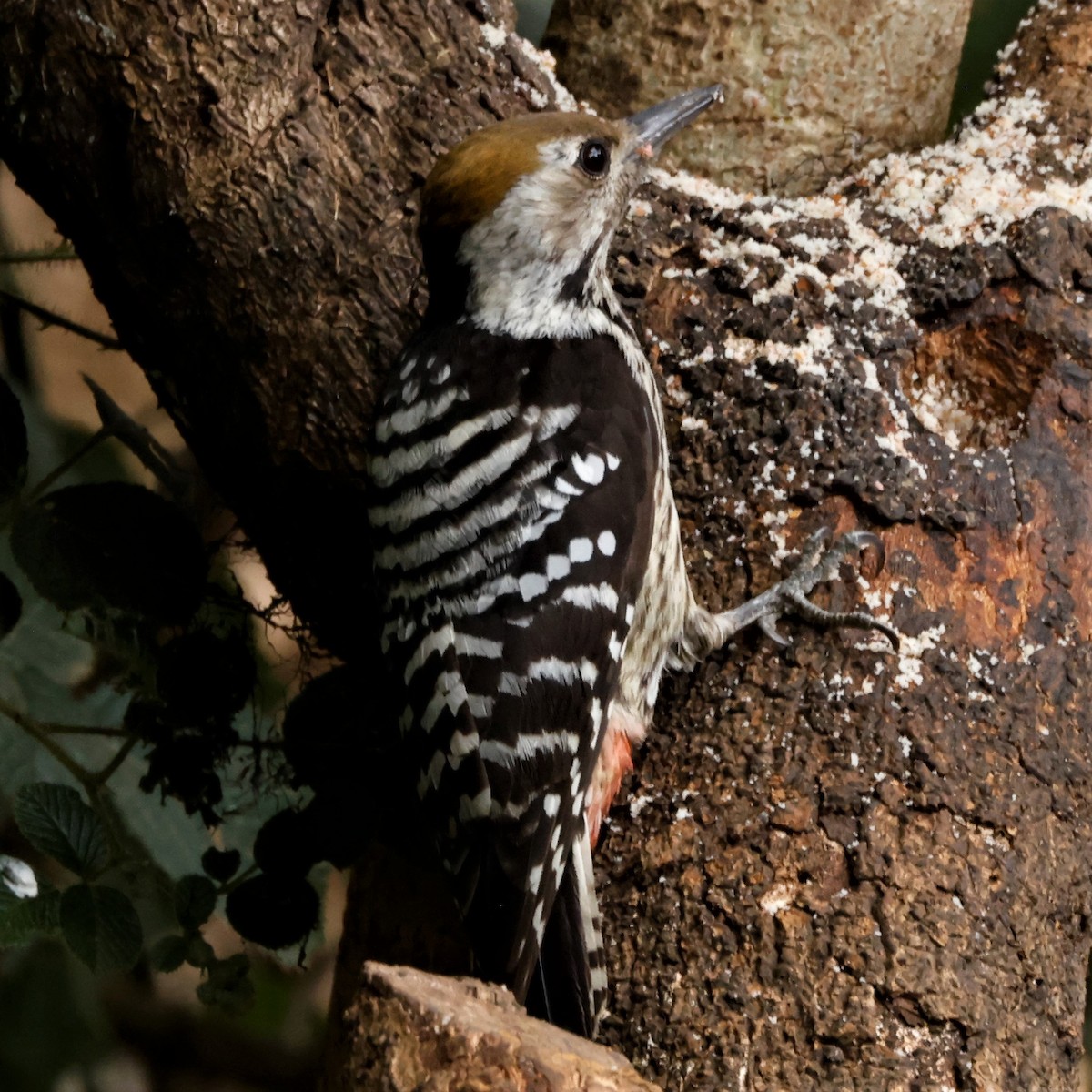 Brown-fronted Woodpecker - ML527727131
