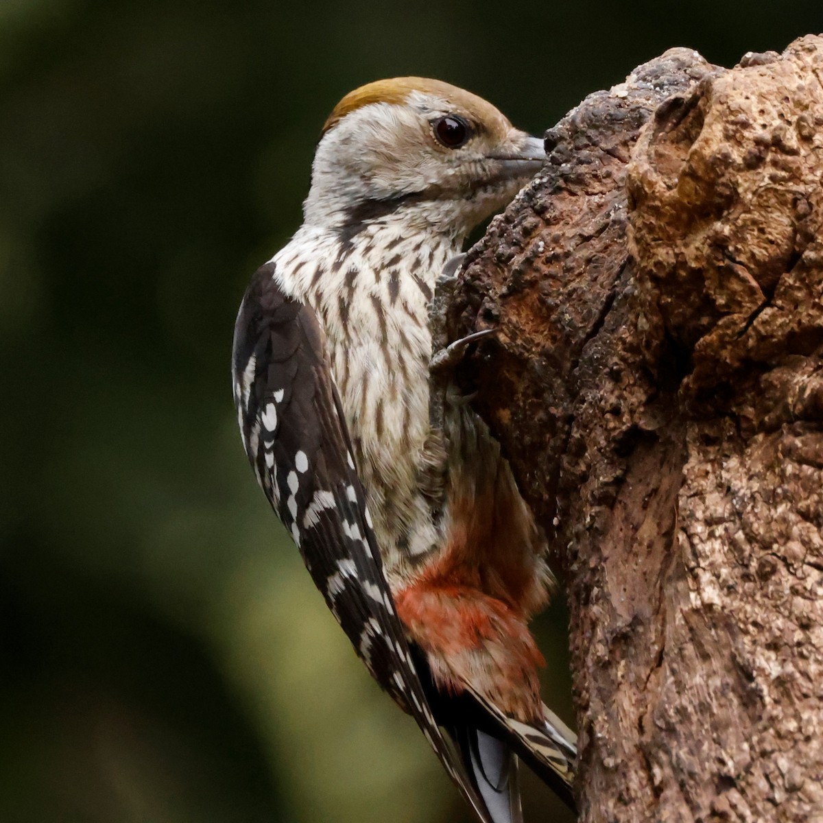 Brown-fronted Woodpecker - ML527728141