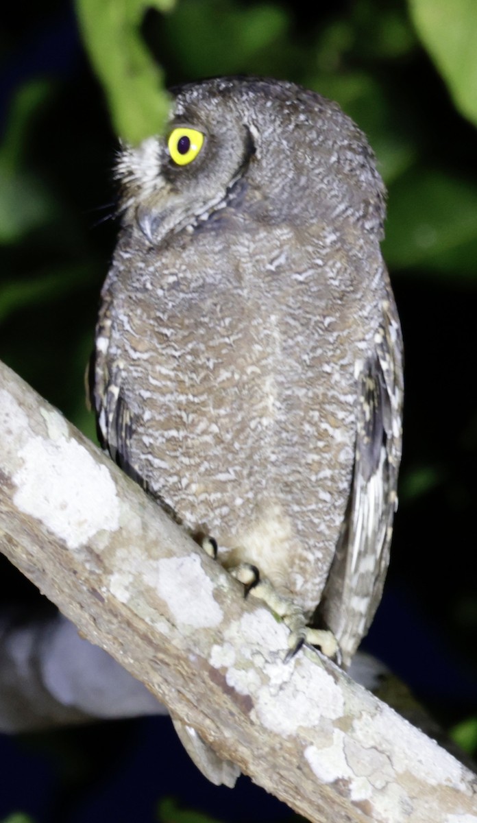 Biak Scops-Owl - ML527728951