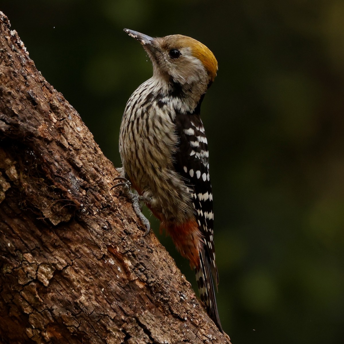 Brown-fronted Woodpecker - ML527728991