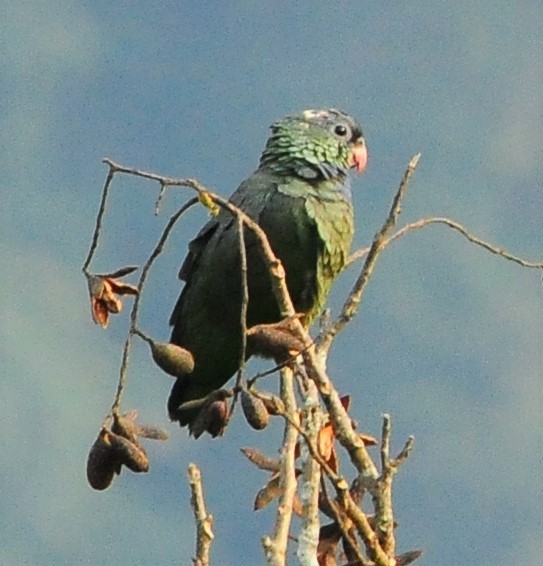 Red-billed Parrot - Sue Riffe