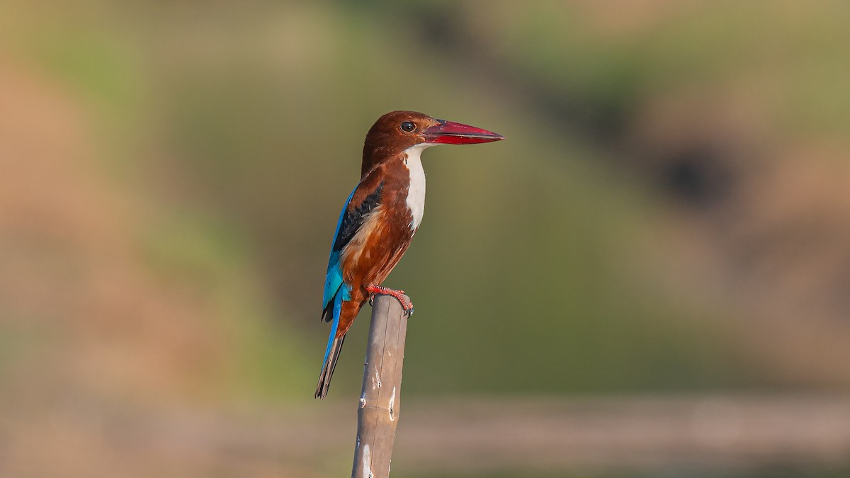 White-throated Kingfisher - sarawin Kreangpichitchai