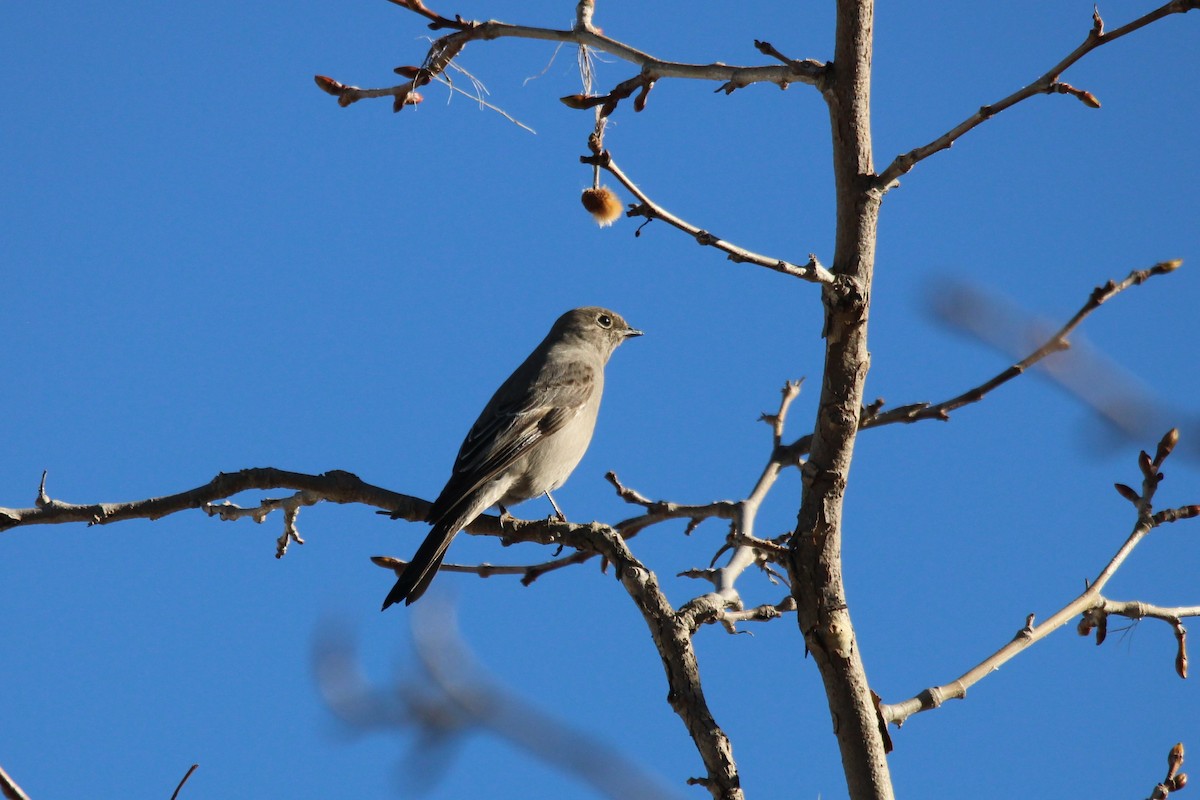 Townsend's Solitaire - ML527734971