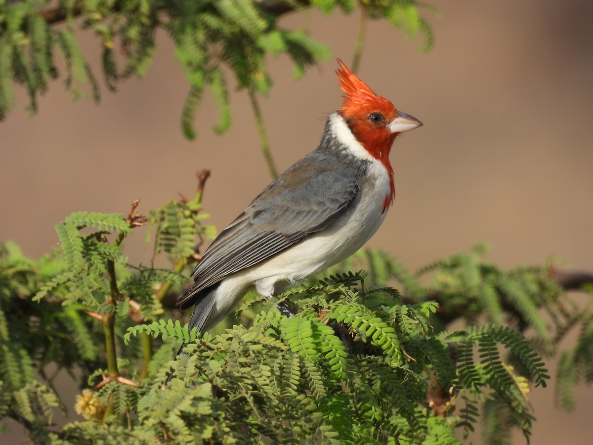 Red-crested Cardinal - Travis Philo