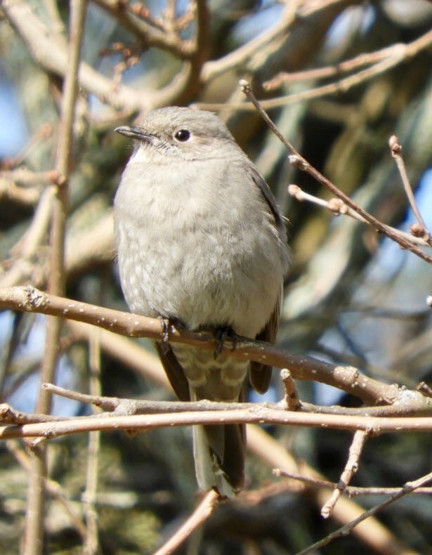 Townsend's Solitaire - ML52773761