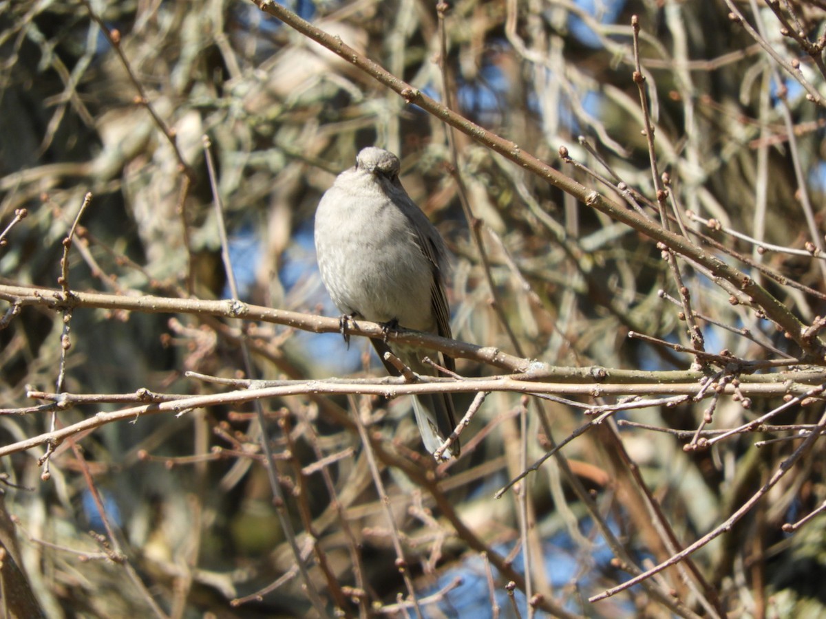 Townsend's Solitaire - ML52773771