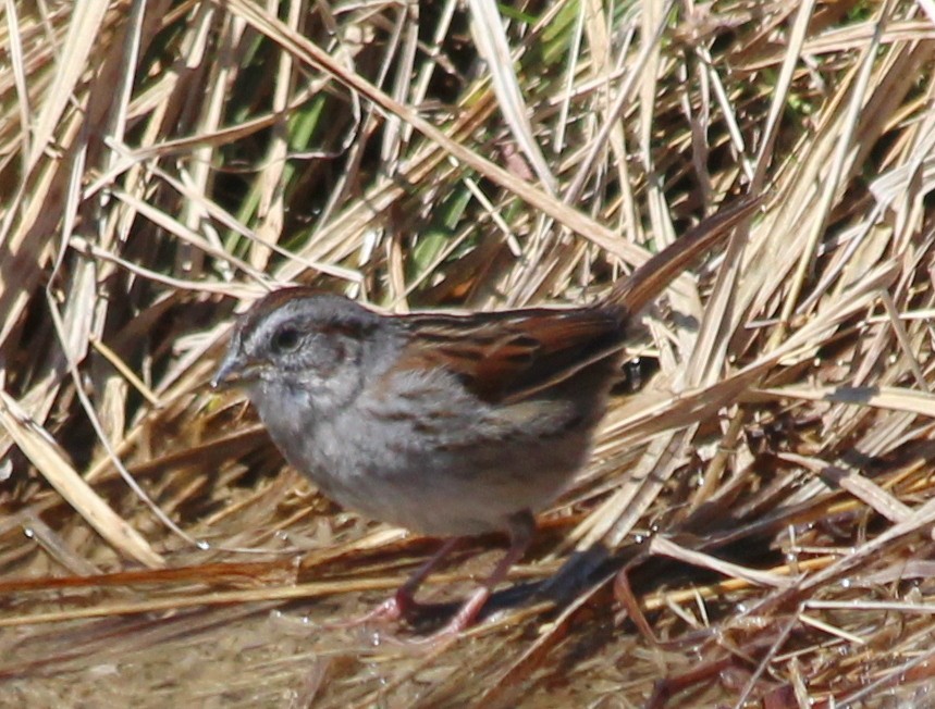 Swamp Sparrow - ML52773821