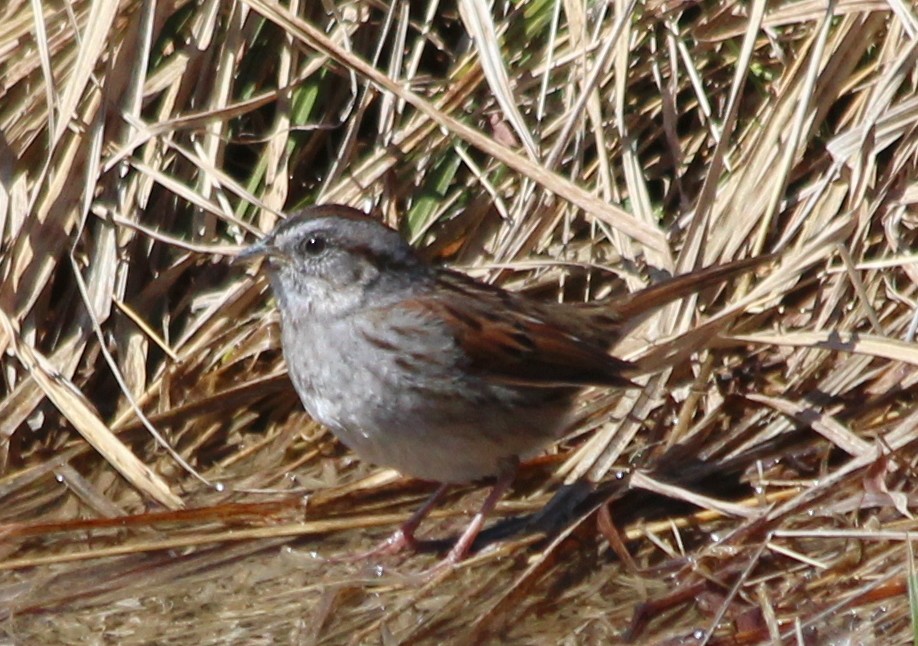 Swamp Sparrow - kevin dougherty