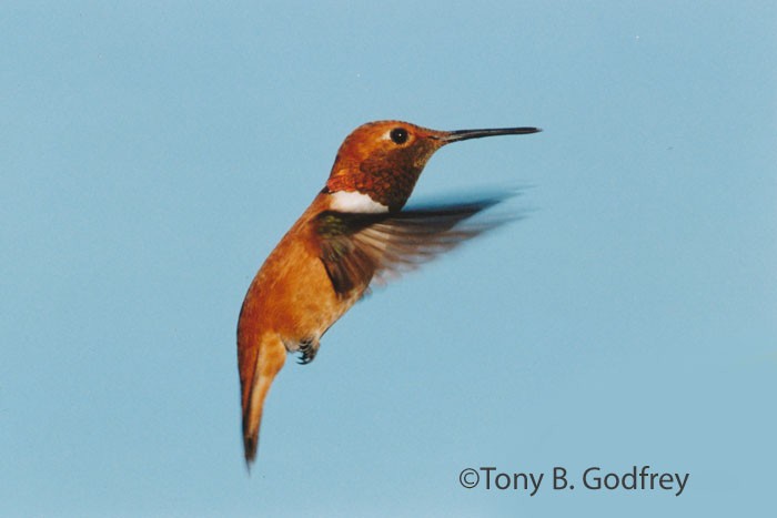 Rufous Hummingbird - Tony Godfrey