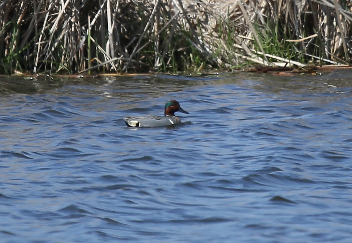 Green-winged Teal - ML52774031