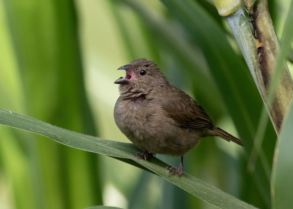 Sooty Grassquit - Andre Moncrieff