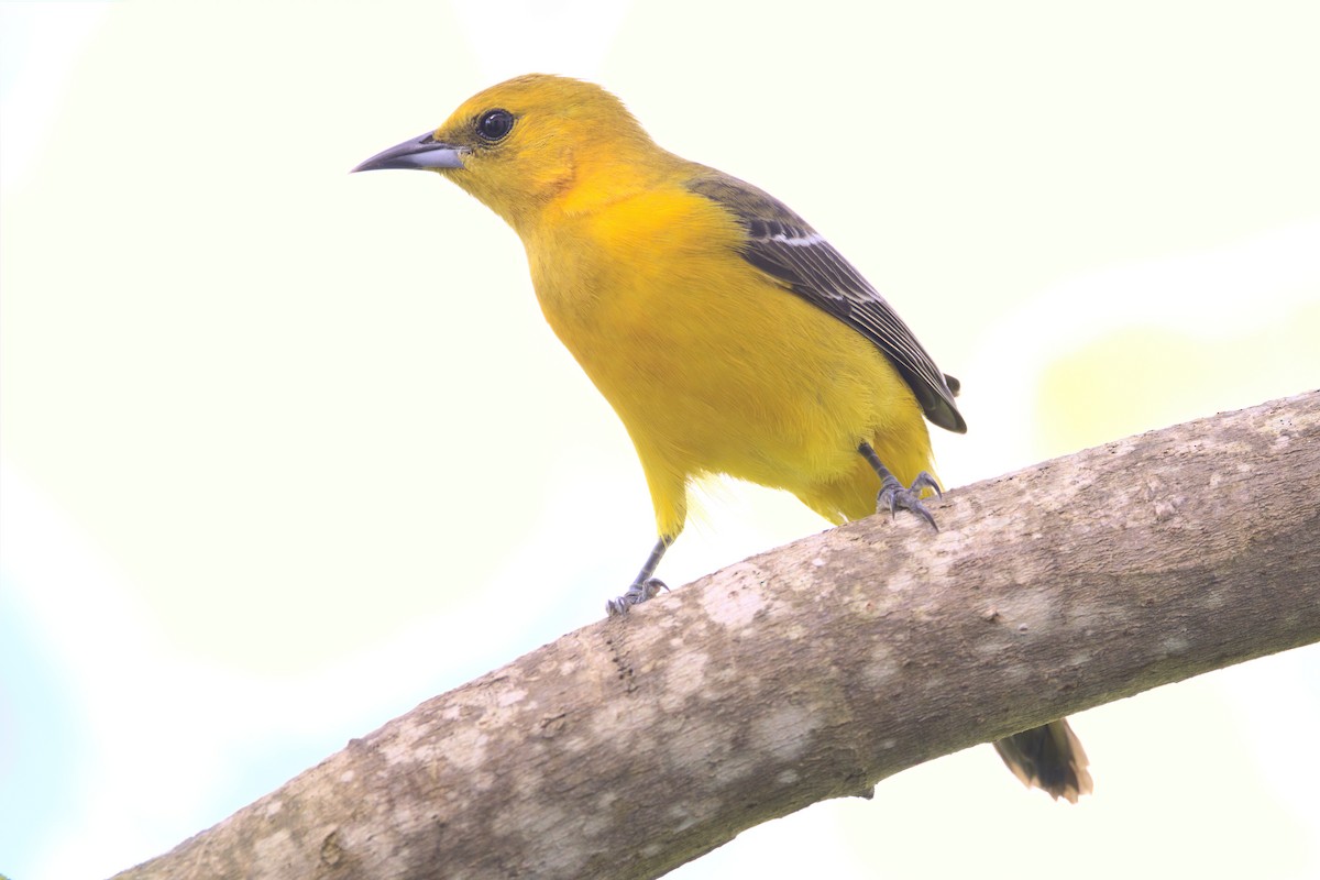 Hooded Oriole - Alex Muench