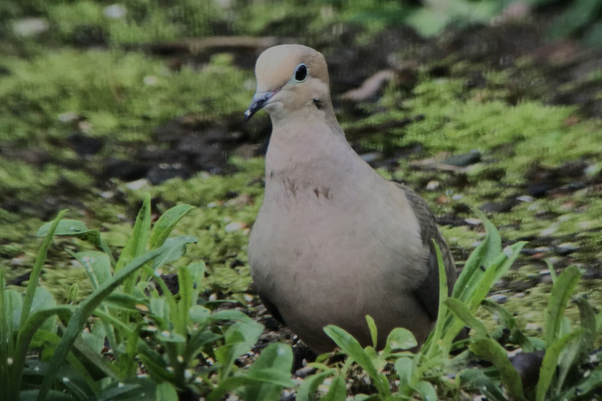 Mourning Dove - Alan Sautter