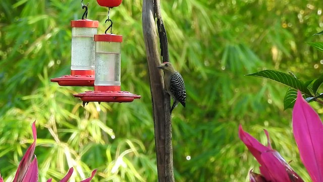 Red-crowned Woodpecker - ML527749931
