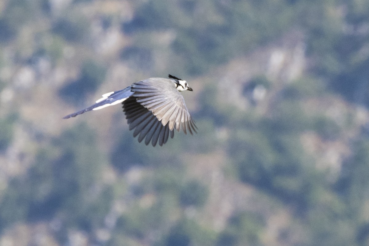 White-throated Magpie-Jay - ML527755521