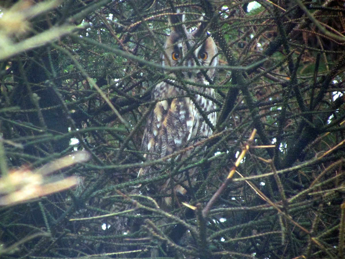 Long-eared Owl - ML527760281