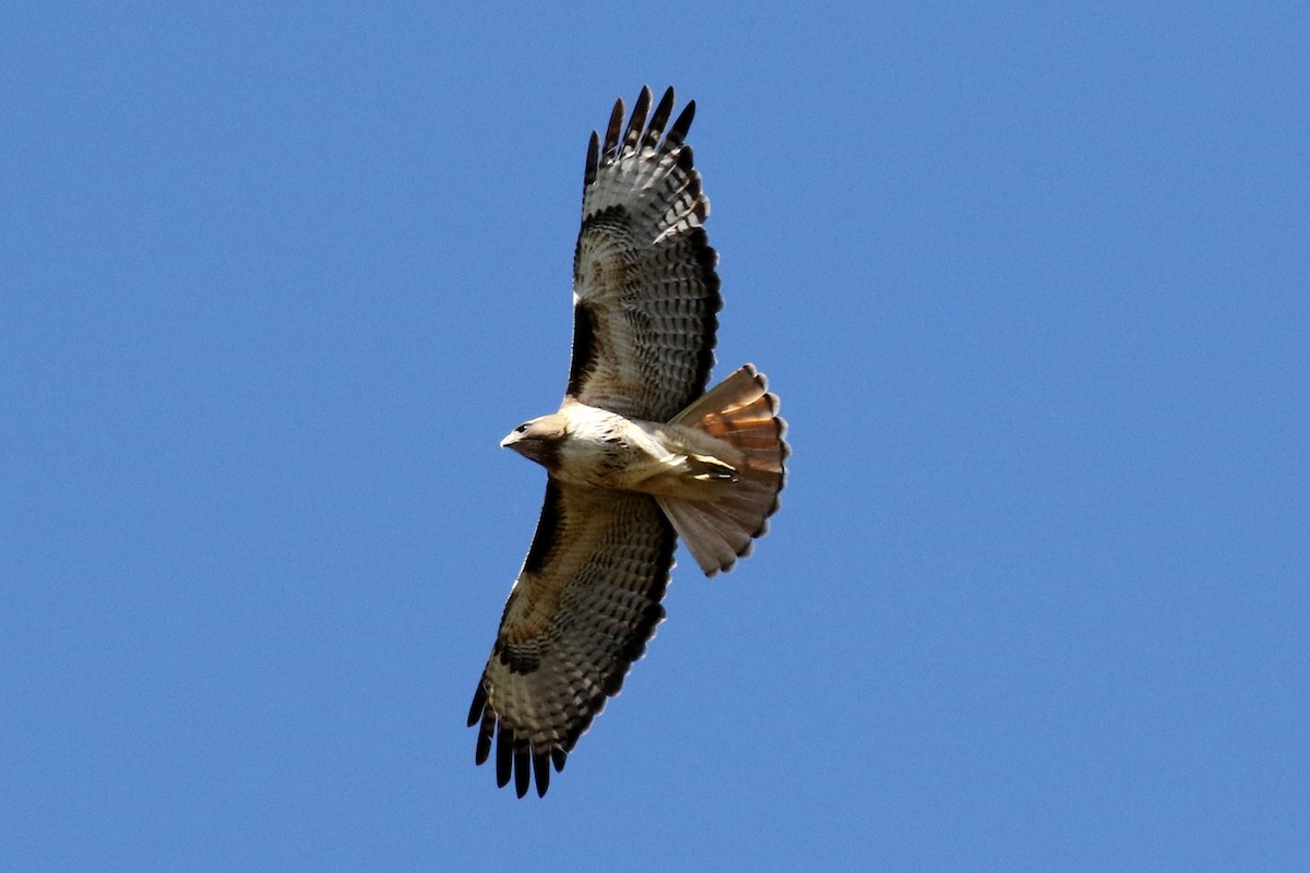 Red-tailed Hawk - ML52776271