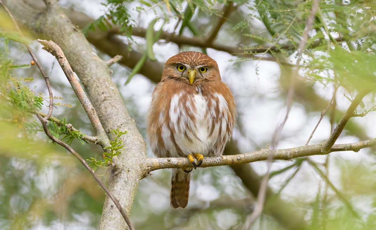 Ferruginous Pygmy-Owl - Antonio Robles